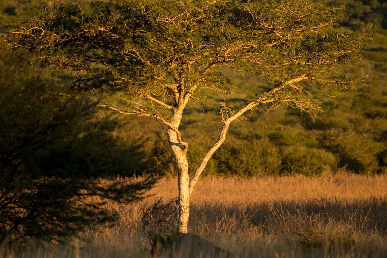 Vacation homes in Champagne Ridge Kajiado, Kenya
