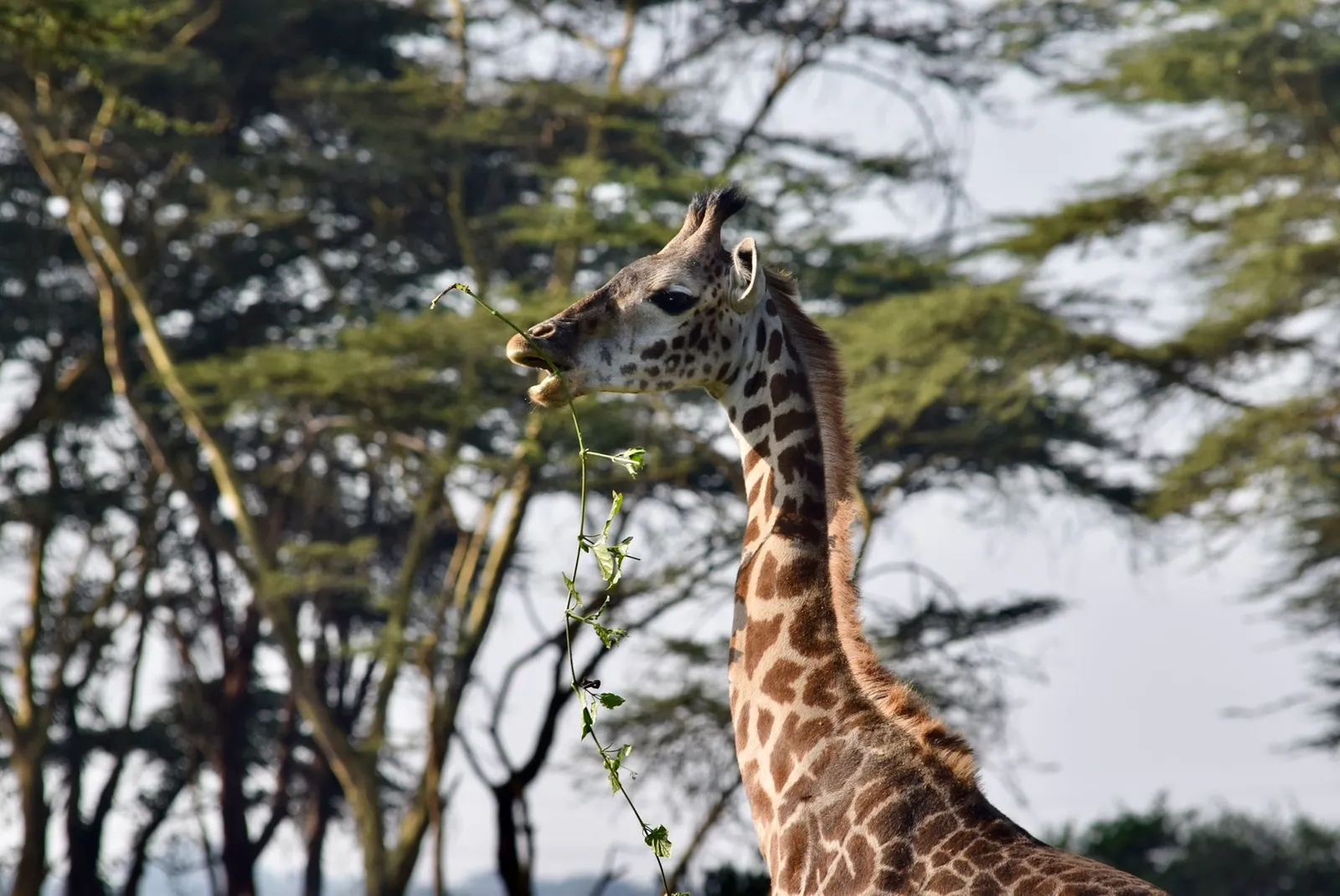 Vacation homes in Machakos, Kenya