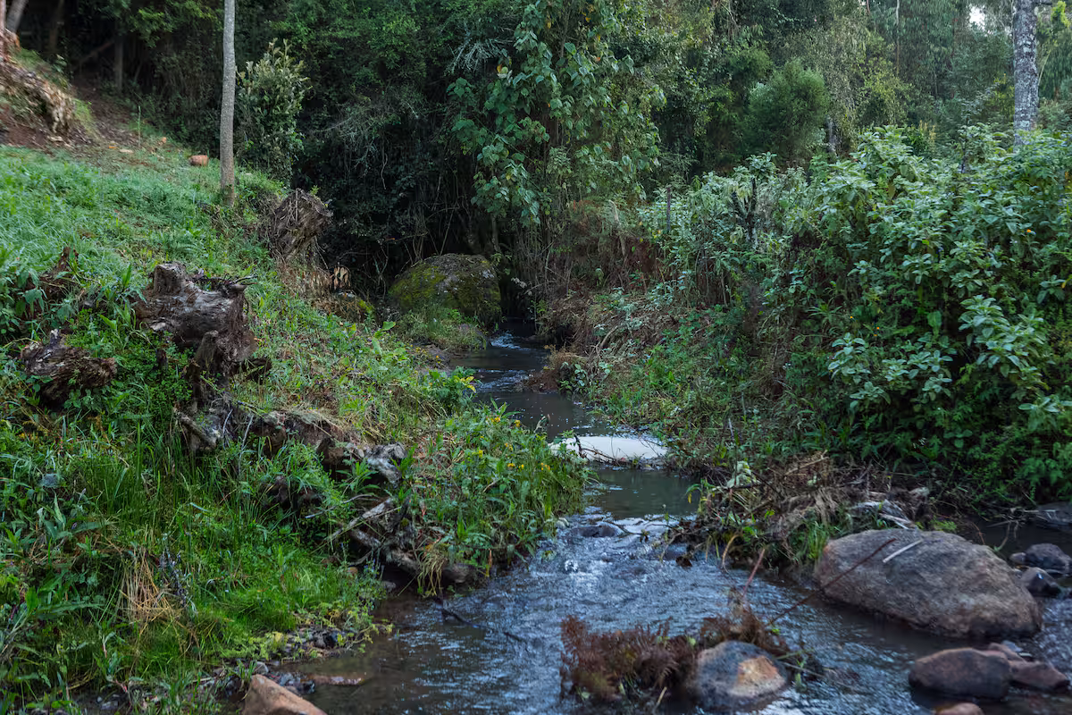 0 Frame Naromoru, Naromoru – Bush/Forest Escapes by Perfect Strangers Safaris Homes